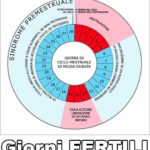 Il calcolo del periodo fertile