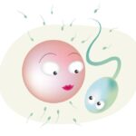 Ovulazione e Concepimento